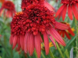 Hot Papaya Coneflower - Container