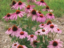 [23486A1] Prairie Splendor Coneflower - Container