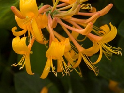 [Don] Mandarin Honeysuckle Vine - Container