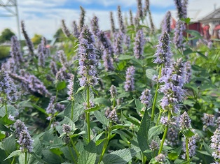 Blue Fortune Agastache - Container