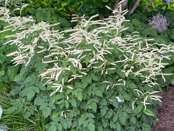 Misty Lace Goat's Beard - Container