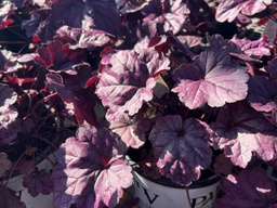 [MWGC] Wildberry Coral Bells - Container