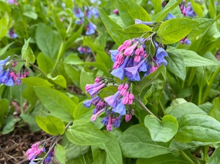 Virginia Bluebells - Container