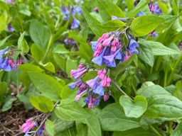 [MWGC] Virginia Bluebells - Container