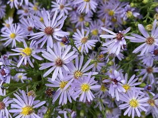 Smooth Blue Aster - Container