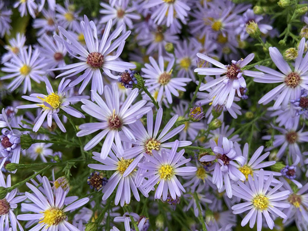 GC - Smooth Blue Aster #1