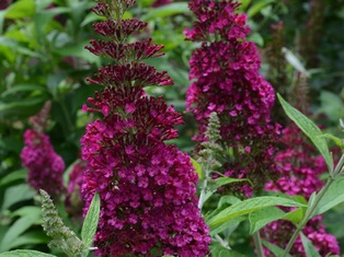 Funky Fuchsia Butterfly Bush - Container