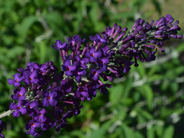 Groovy Grape Butterfly Bush