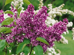 Yankee Doodle Lilac - Container