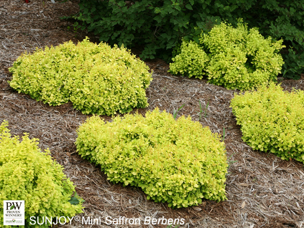 Sunjoy® Mini Saffron Barberry