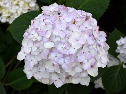 [746326174123] Blushing Bride Hydrangea