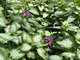 Beacon Silver Lamium - Container