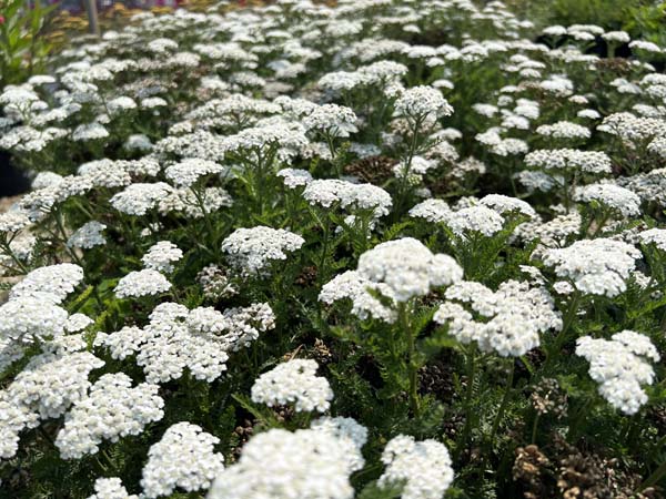 New Vintage White Yarrow