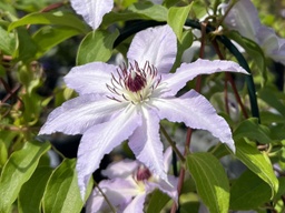 [CLEMCLRDELUNE02G] Clair De Lune Clematis - Container