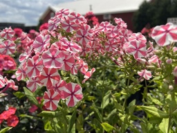 [PHLPANPEPPRTWST01GL] Peppermint Twist Phlox - Container