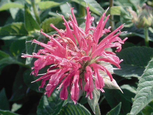 Coral Reef Bee Balm #1