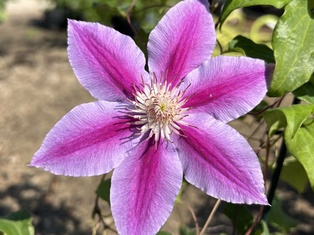 Bees Jubilee Clematis - Container