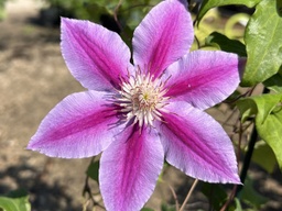 [CLEBEEJUB02GAL] Bees Jubilee Clematis - Container