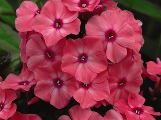 GC - Coral Creme Drop Phlox - Container