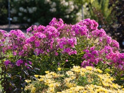 [234751G] Bubblegum Pink Phlox - Container