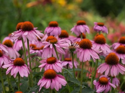 [Mid] PowWow Wild Berry Coneflower - Container