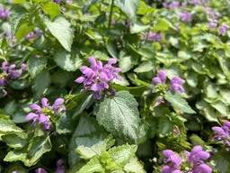 Orchid Frost Lamium - Container