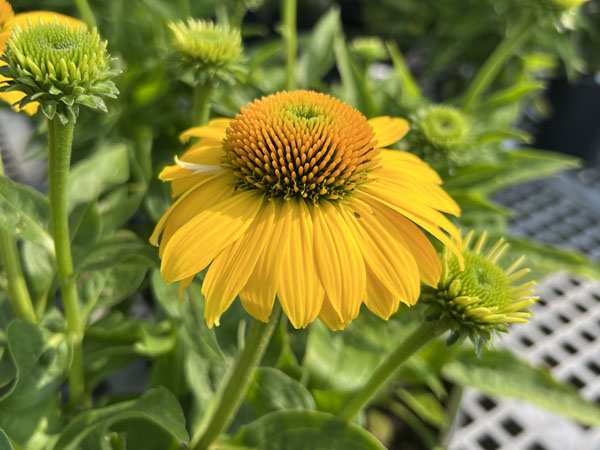 Sombrero Lemon Yellow Coneflower - Container