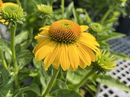 [ECHLEMYELL01] Sombrero Lemon Yellow Coneflower - Container