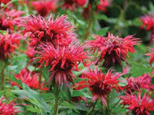 Fireball Bee Balm