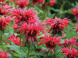 [MONFIREBPER01] Fireball Bee Balm