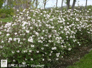 Spice Baby Viburnum - Container