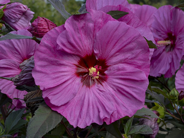 Summerific Berry Awesome Proven Winner Hibiscus - Container