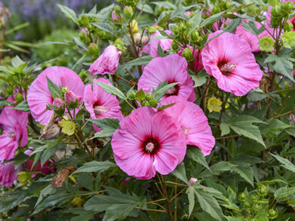 Summerific Candy Crush Proven Winner Hibiscus - Container