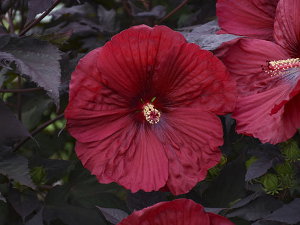 Summerific Holy Grail Proven Winner Hibiscus - Container