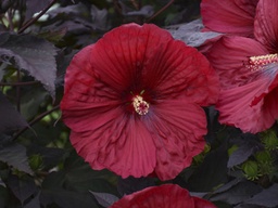 [HIBHG003GL] Summerific Holy Grail Proven Winner Hibiscus - Container