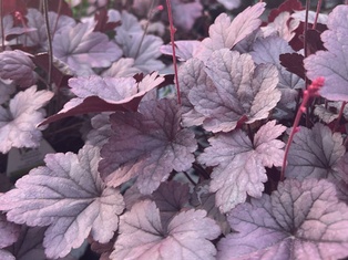 Silver Gumdrop Heuchera - Container