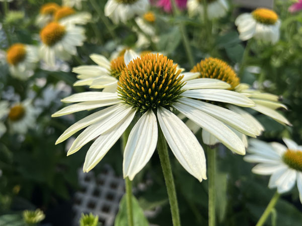 PowWow White Coneflower - Container