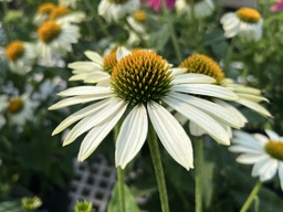 [Mid] PowWow White Coneflower - Container