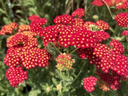 Strawberry Seduction Yarrow