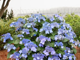 Endless Summer Pop Star® Hydrangea - Container