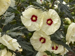 Summerific ® French Vanilla Hibiscus - Container