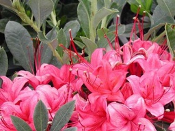 [GC-BAI48559] Red Millenium Azalea - Container