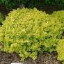 Bonanza Gold Barberry - Container