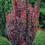 Helmond Pillar Barberry - Container