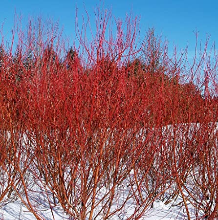Bailey Red Twig Dogwood - Container