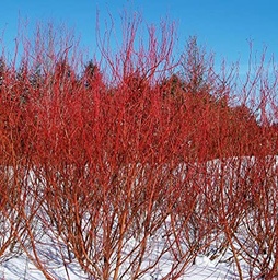 Bailey Red Twig Dogwood - Container