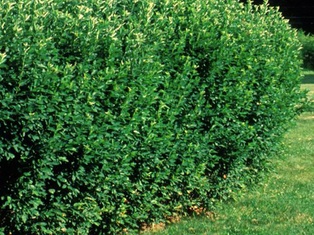 Peking Cotoneaster - Container