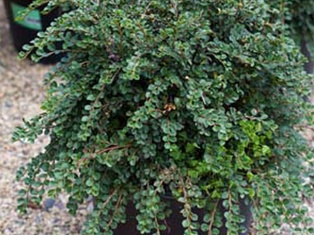 Hesse Cotoneaster - Container