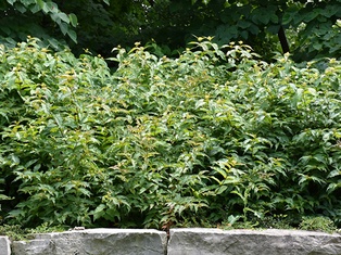 Dwarf Bush Honeysuckle - Container