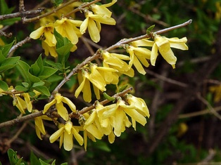 Bronx Forsythia - Container